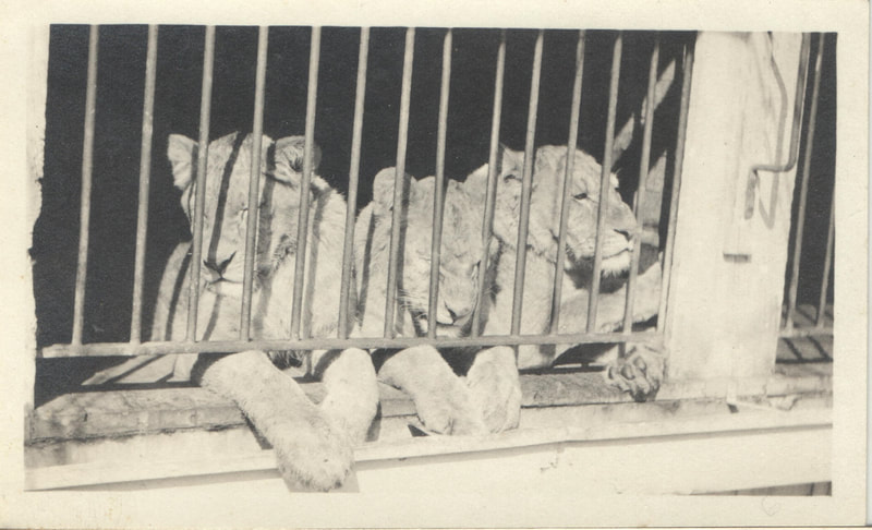 Pike County, Indiana, Col. Isaac O. Gladish Collection, Tigers in Cage, Universal City, California, Universal Studio, 1922