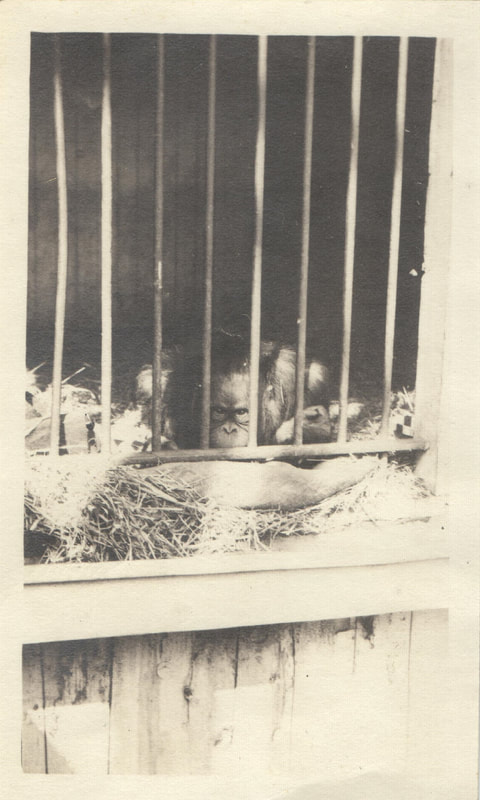 Pike County, Indiana, Col. Isaac O. Gladish Collection, Primate in Cage